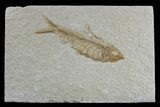 Detailed Fossil Fish (Knightia) - Wyoming #165866-1